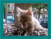 Wassen